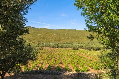 Pigadia & Vineyards - Agalas Village Zakynthos